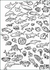 Deep Sea Creatures Coloring Pages At GetDrawings  Free Download sketch template