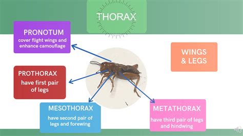 CRICKET Anatomy Presentation - YouTube