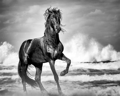 Wild Horse Print Black Stallion Horse Photo Horse Gift - Etsy Canada