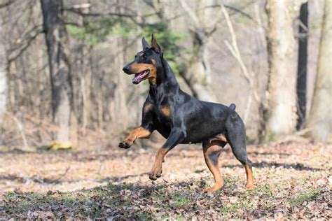 Warlock Doberman: Debunking the Myths and Misconceptions