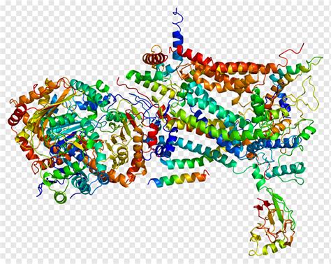 UQCRC1 Coenzyme Q - Cytochrome c reductase Cytochrome C1 Rieske protein Cytochrome b، Cytochrome ...