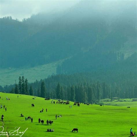 Doodhpathri, Kashmir #India | Beautiful places to travel, India travel places, Beautiful nature ...