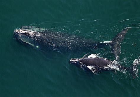 Right Whale Population Down 30 Percent Over Past Decade