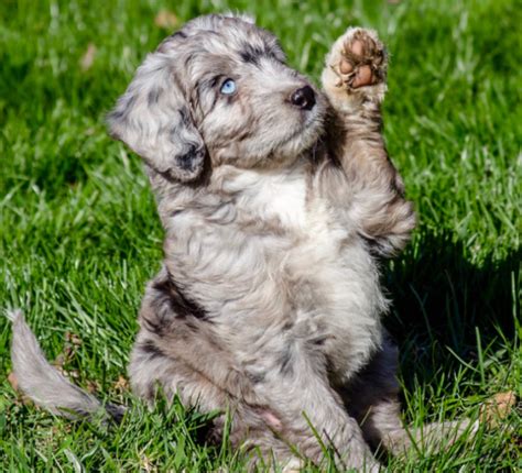 Aussiedoodle Dog Breed Temperament Diet Training Character - Platpets ...