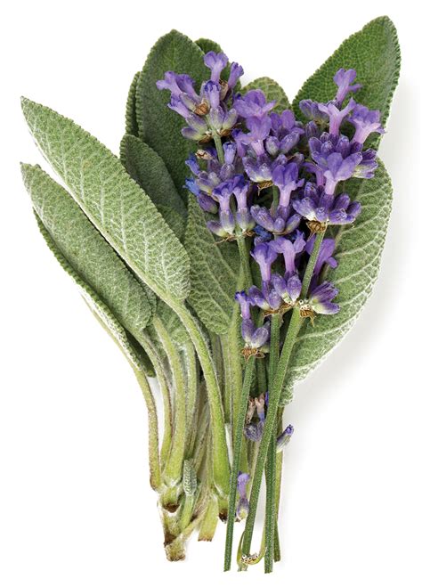 lavender and sage isolated on white | O.Henry Magazine