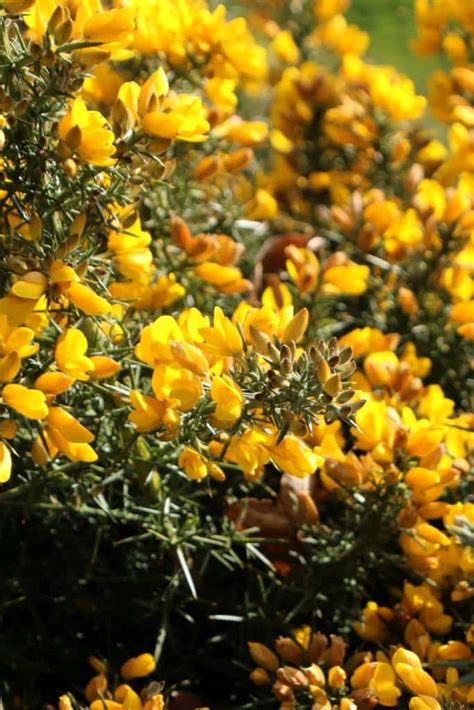 Gorse - planting, pruning, care, best uses for hedging and biodiversity