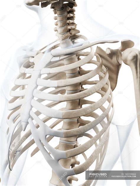 Human rib cage anatomy — human anatomy, 3d - Stock Photo | #160229666