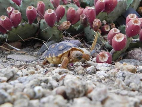 Free picture: image, sonoran, desert, tortoise