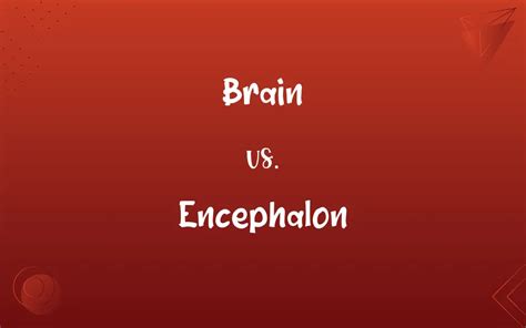 Brain vs. Encephalon: What’s the Difference?