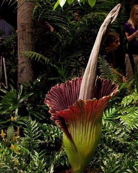 9 Gnarly Facts About The Corpse Flower