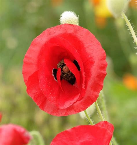 Flanders Poppy Seeds – West Coast Seeds