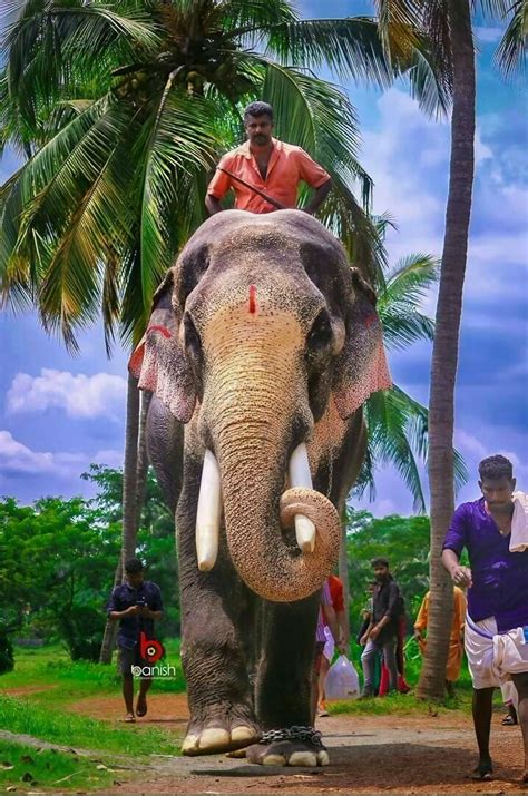 Desi Thug on Twitter: "10 Famous Divine Temple Elephants in Kerala 1. Thechikottukavu Ramachandran"