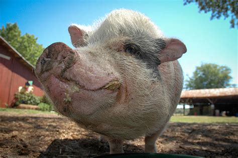 50+ Pig Slop Stock Photos, Pictures & Royalty-Free Images - iStock