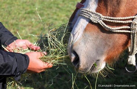 My kingdom for a horse! - Dreamstime