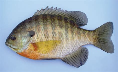 Bluegill Fish Stock Illustrations – 155 Bluegill Fish Stock - Clip Art Library