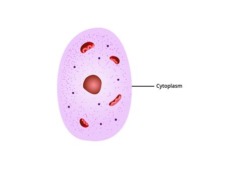 What are cytoplasm structure and function? Definition, Types and Importance - biology | AESL