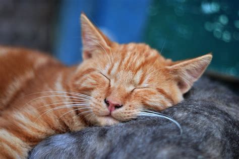 Sleeping Orange Tabby Cat · Free Stock Photo