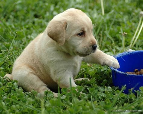 Top 5 Labrador Puppy Training Basics