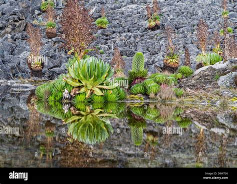 Giant Lobelia (Lobelia deckenii) with giant groundsel reflected in a pond. Mount Kenya National ...