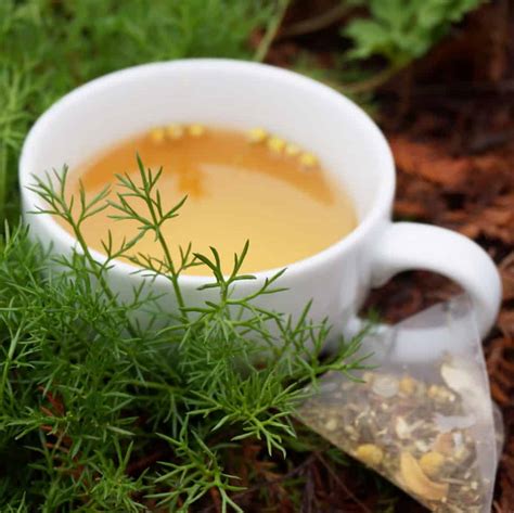 Keep His Company in Chamomile Tea | Garden In Delight