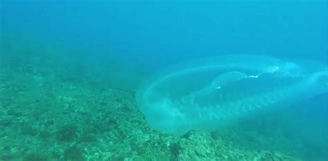 WATCH: Is it a ghost fish captured on camera underwater?