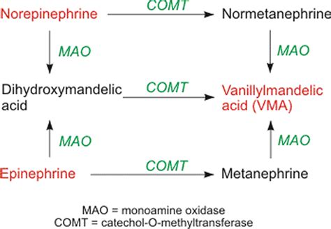 Norepinephrine, norepinephrine function and norepinephrine deficiency