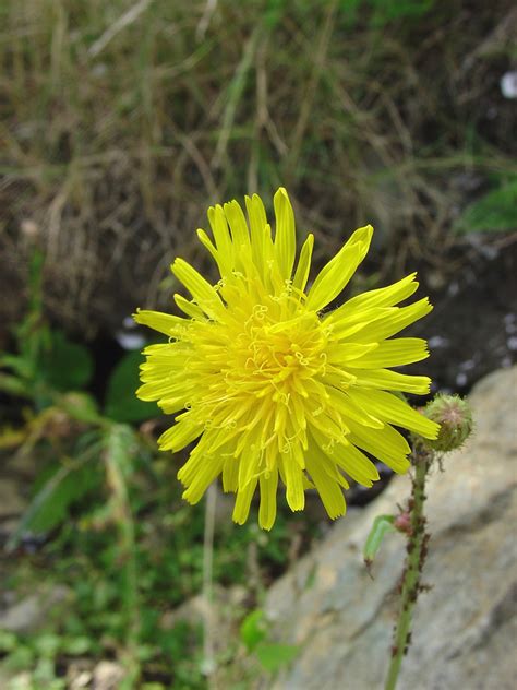 Sonchus arvensis (field sow-thistle): Go Botany