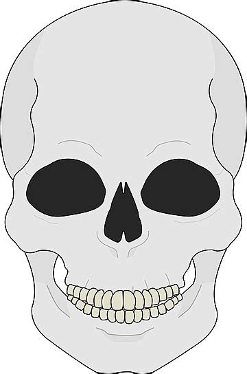 Human Skull Color Illustration Icon Skull Head Vector, Icon, Skull, Head PNG and Vector with ...