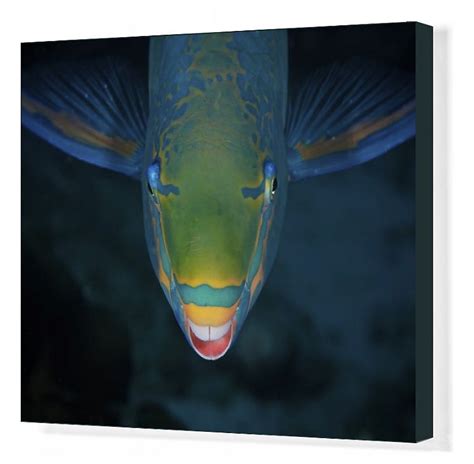 Print of Queen Parrotfish feeding on algae in 2021 | Animal teeth, Fish, Tropical fish