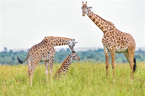 Giraffe Family Photograph by 1001slide