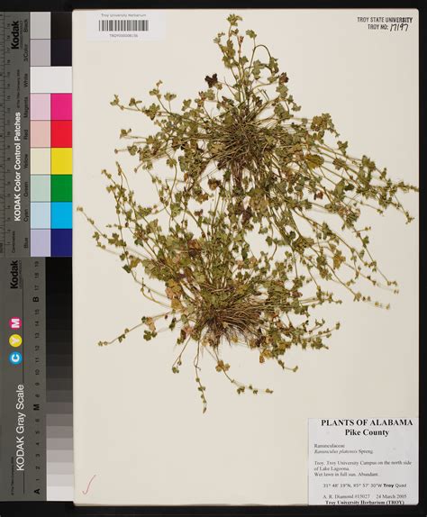 Ranunculus platensis - Species Page - APA: Alabama Plant Atlas