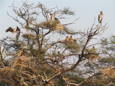 Explore Indialand: Visiting Keoladeo National Park: UNESCO World Heritage Site In Bharatpur ...