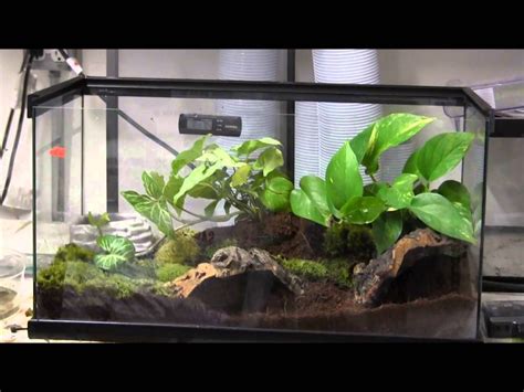 Tomato frog, Frog terrarium, Frog habitat