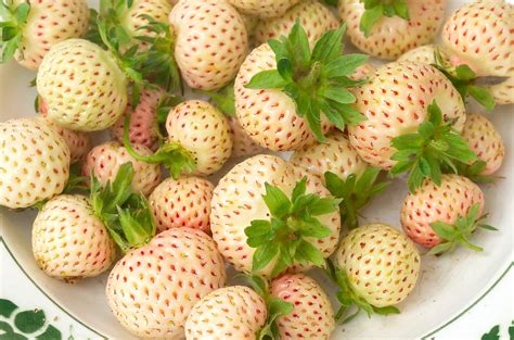 What Are Pineberries and Why Are They So Expensive? | White strawberry, Strawberry, Strawberry ...