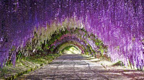 Wisteria Tunnel – Bing Wallpaper Download