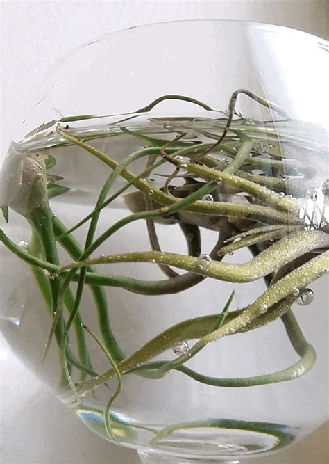 How to water air plants | Full air plant watering guide - Houseplant Central