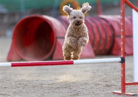 Training Your Cavapoo For Agility - CavapooLove