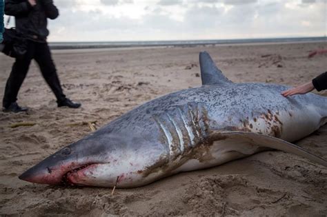 A Mako Shark washes up onto a Welsh beach 7000 miles away from its ...