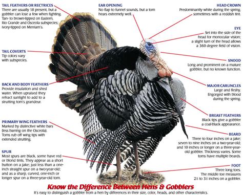 Turkey Showmanship - AG.& ENVIRONMENTAL SCIENCES ACADEMY