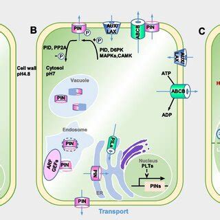 Overview of molecular mechanisms of auxin biosynthesis, auxin... | Download Scientific Diagram