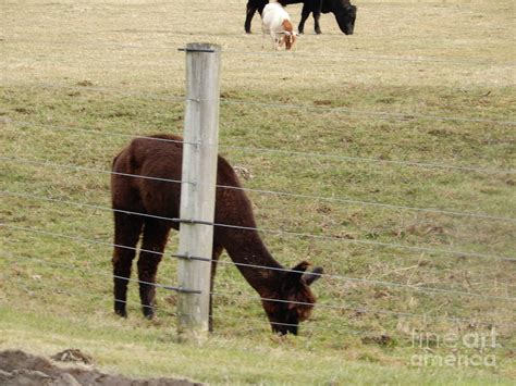 Animals on an Amish Farm Photograph by Christine Clark - Fine Art America