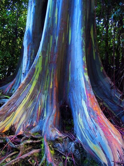 Rainbow Eucalyptus trees, Maui, Hawaii photo on Sunsurfer