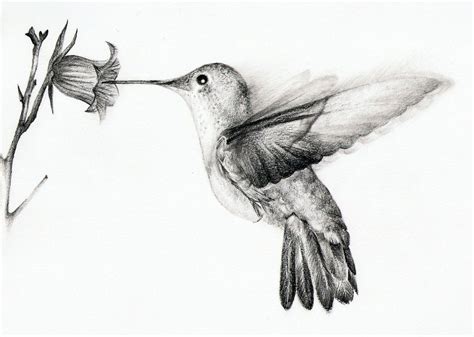 Hummingbird by chatroux | Hummingbird tattoo, Hummingbird drawing, Hummingbird sketch