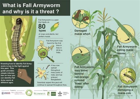 The fall armyworm, explained – CIMMYT