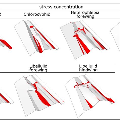 Selected snapshots of the deformation pattern of the realistic wing... | Download Scientific Diagram