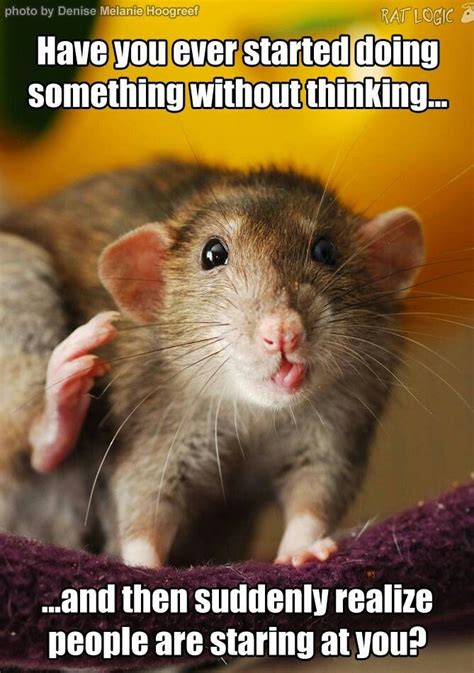 Pin by Vicak on Rats, rats, rats! | Funny rats, Rats, Funny animals