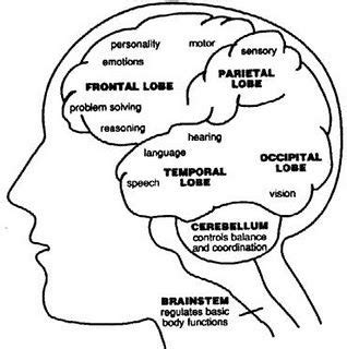 Parietal Lobe - Function, Location, Structure and Related Conditions