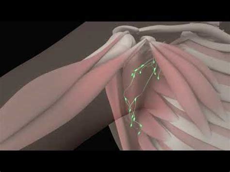 Axillary Anatomy: 3D Animation of Axillary Lymph Node Dissection Procedure Part - 1 - YouTube