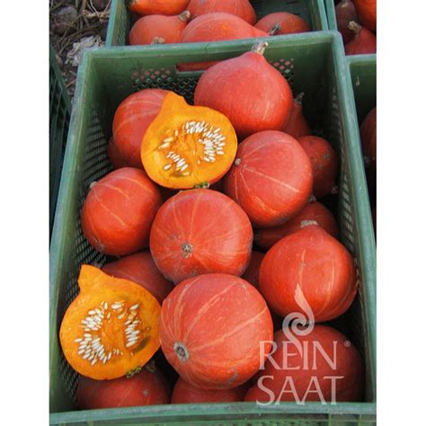 Hokkaido Pumpkin Red Kuri Seeds from Organic Farming - Medicinal Mushroom Onlineshop - Tyroler ...