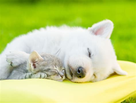 46980788 - white swiss shepherd`s puppy sleeping with kitten on pillow. - Hill Country Animal ...